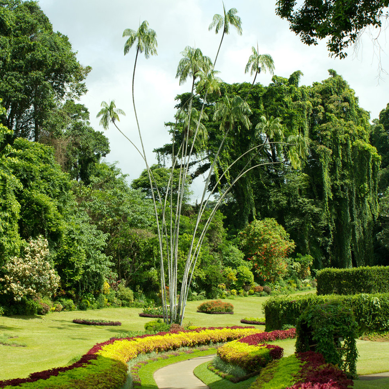 Peradeniya Gardens