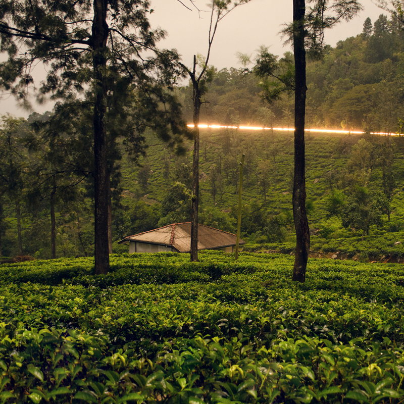Tea Estates Sri Lanka