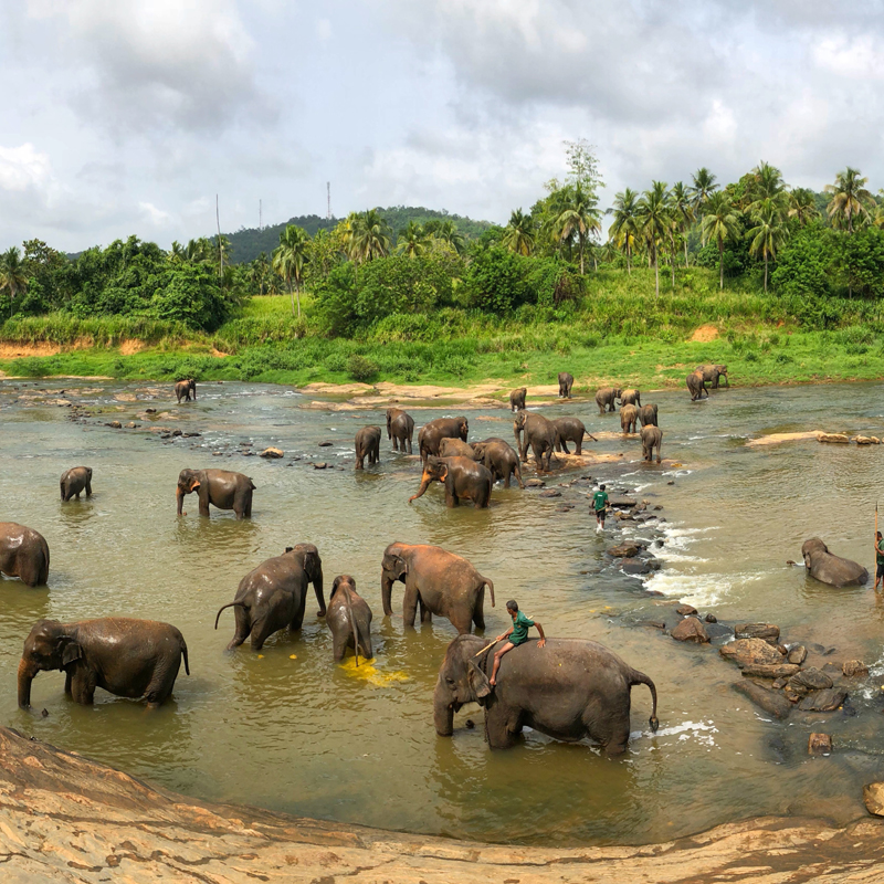 Pinnawa Elephant Orphanage