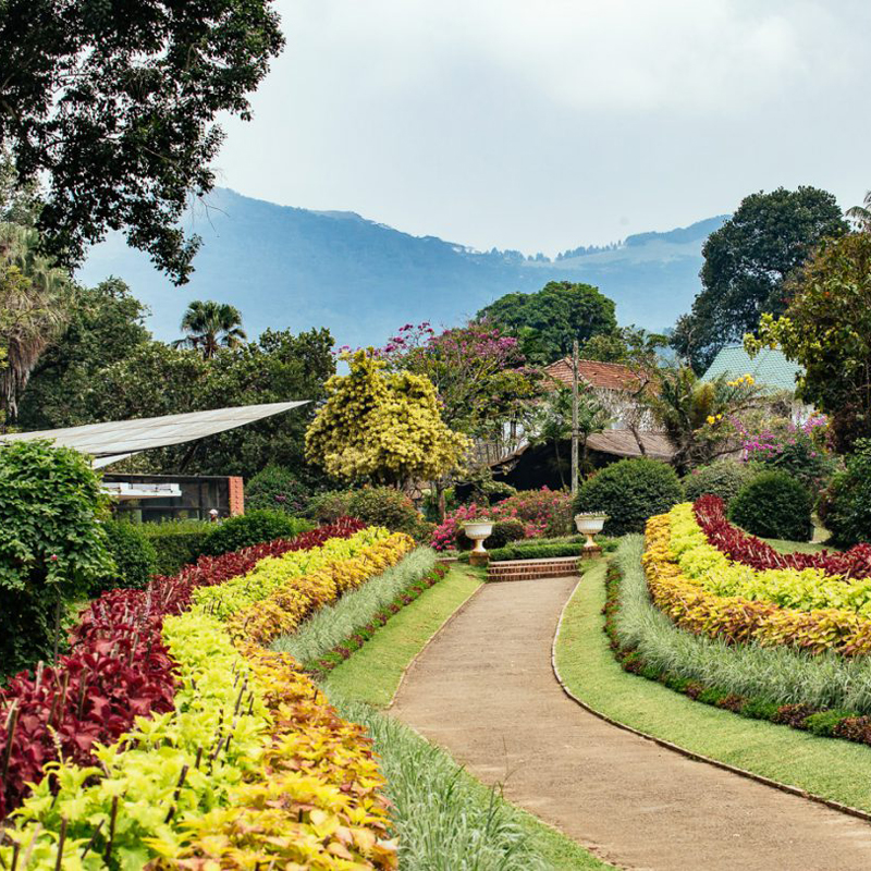 Botanical Gardens - Peradeniya