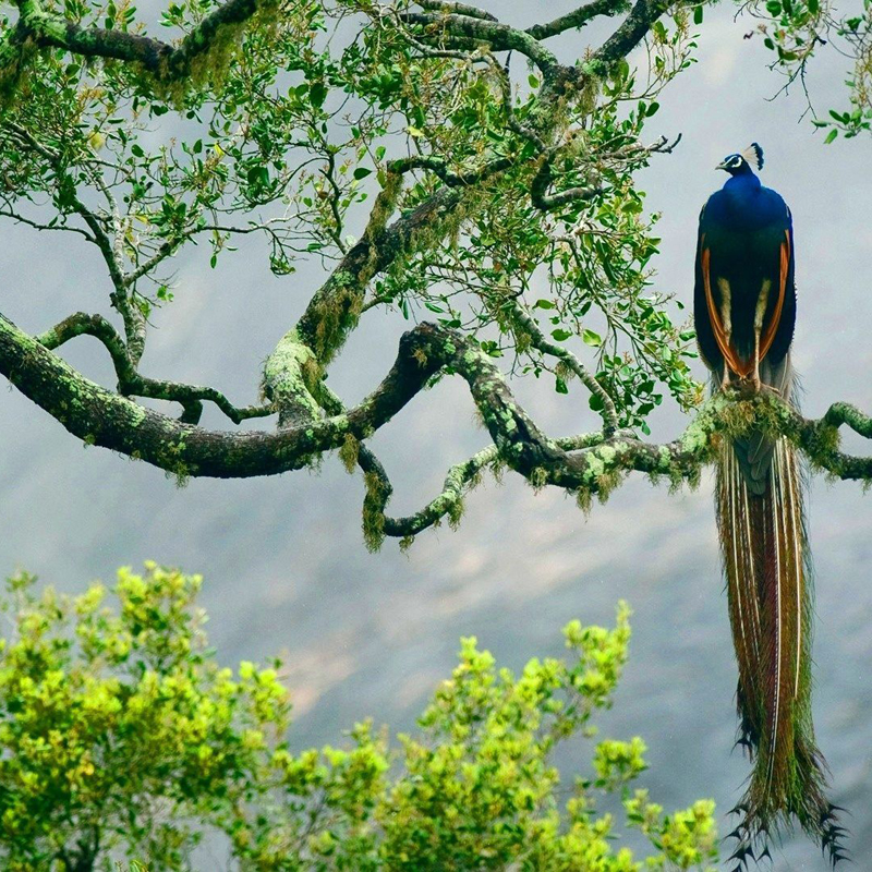Peacock in Yala Sri Lanka