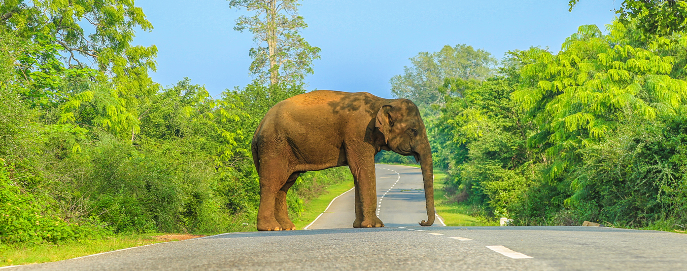 Elephant at Kataragama Buttala Road Elephant at Kataragama Buttala Road